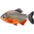 Piraňa rastlinožravá – Colossoma brachypomum
