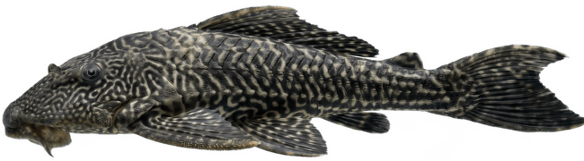Krunýřovec Special L – Pleco Special