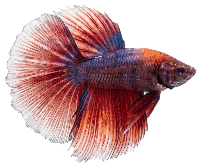 Bojovnica pestrá samec - Betta splendens male