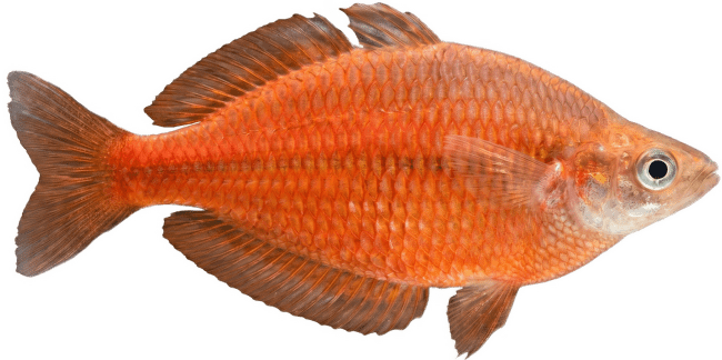 Duhovka lososová – Glossolepis incisus
