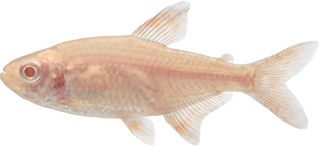 Tetra kosočtverečná albín – Hemigrammus caudovittatus albin