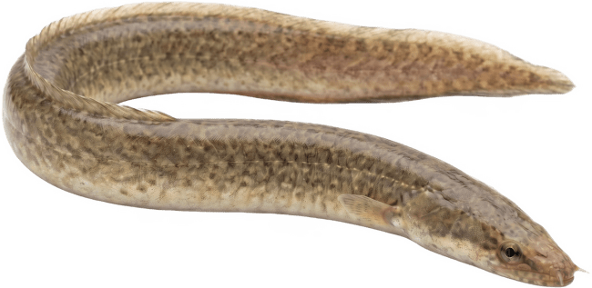 Hrotočelec – Mastacembelus sp.
