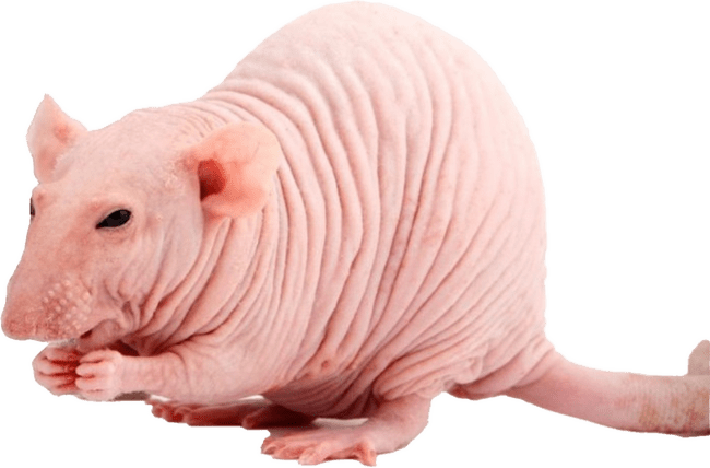 Potkan NUNU - Rattus norvegicus NUNU