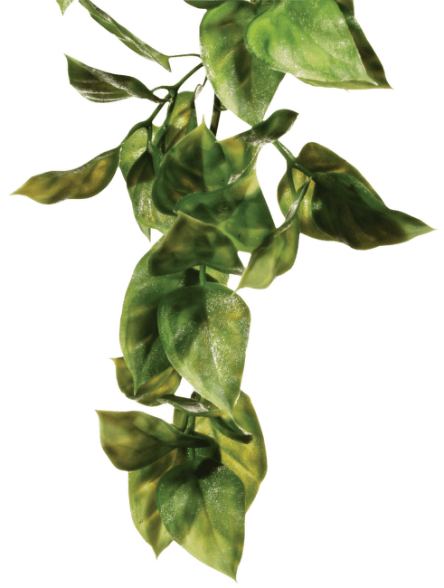 Rostlina EXO TERRA Amapallo malá 32 cm