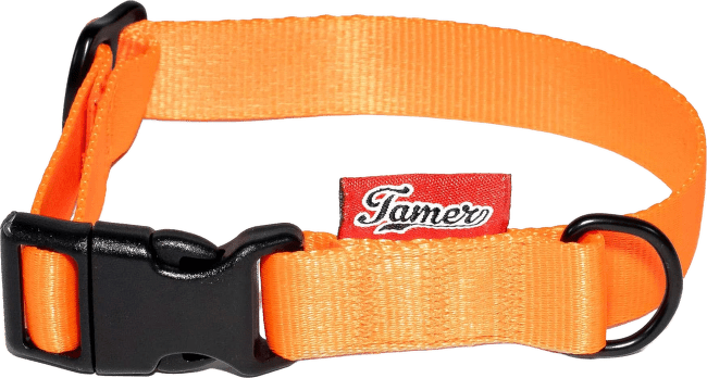 Obojek Tamer Simple 2 cm 24-36 cm oranžový