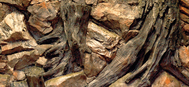 Pozadí AQUA EXCELLENT Root 100 x 50 cm