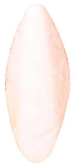 Sēpija putniem - TRIXIE Cuttle Fish Bone, 1 gab.