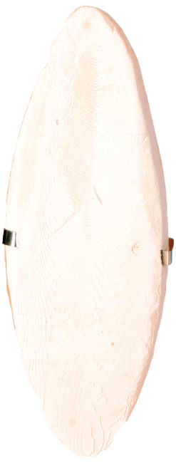 Sēpija putniem - TRIXIE Cuttle Fish Bones, 16 cm