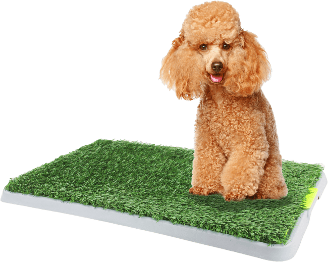Туалет для щенков -  AFP Pawise Green Trainer, 43 x 67 см