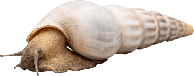 Slimák Brotia – Brotia Herculea