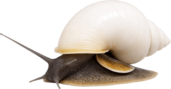 Slimák Ampullaria – Ampullaria australis Colour