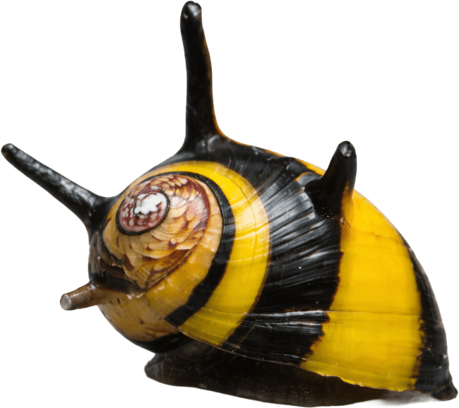 Slimák Clithon – Clithon sp.