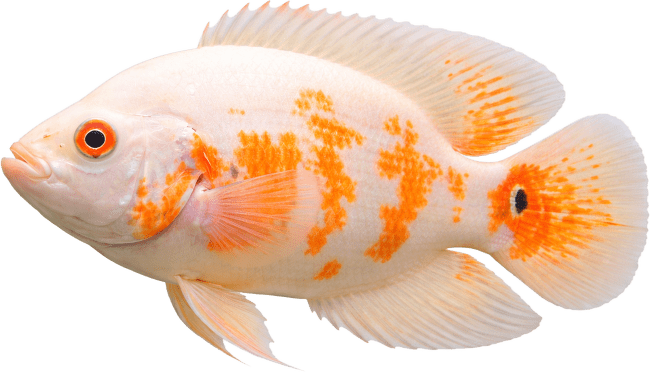 Cichlida pávia albín - Astronotus ocellatus albino