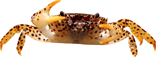 Krab panter – Parathelphusa panterina