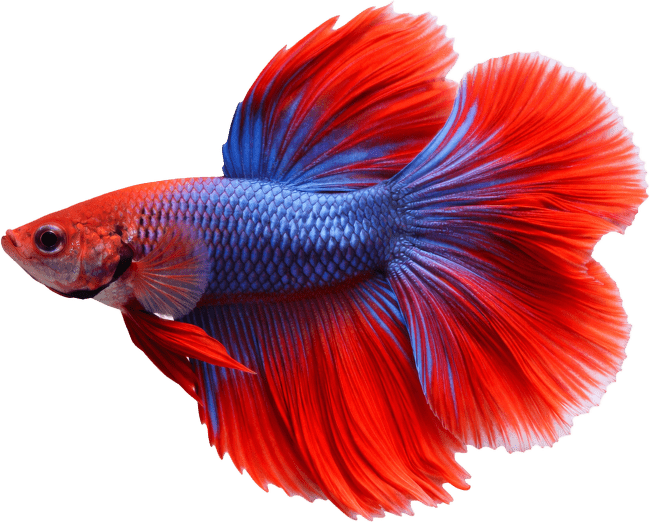 Bojovnica pestrá samec Colour - Betta splendens Colour