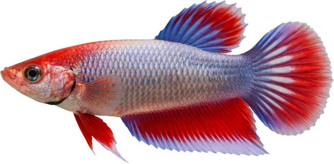 Bojovnica pestrá samica - Betta splendens Colour