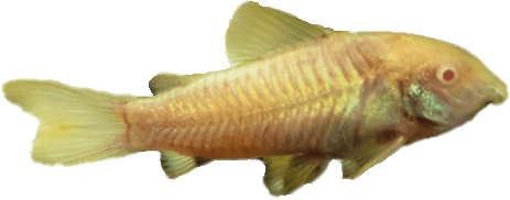 Pancierniček škvrnitý albín - Corydoras paleatus albin