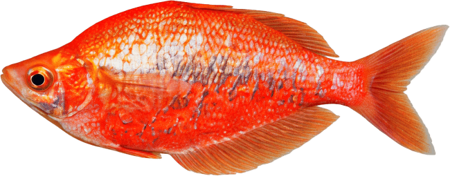 Aterínka lososová – Glossolepis incisus