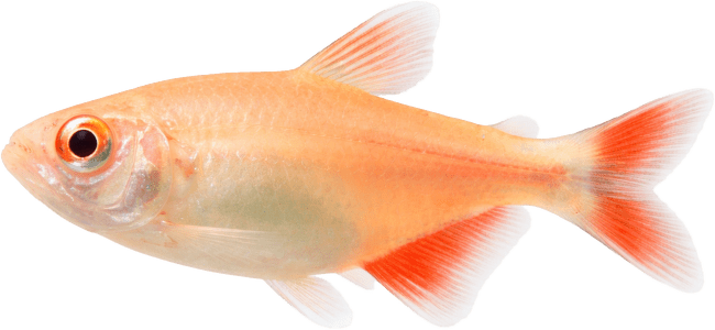 Tetra kosočtverečná albín – Hemigrammus caudovittatus albin