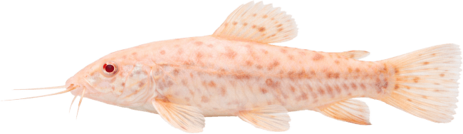 Pancéřníček kropenatý albín XL – Hoplosternum thoracatum albin