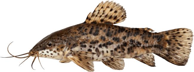 Pancéřníček kropenatý XL - Hoplosternum thoracatum
