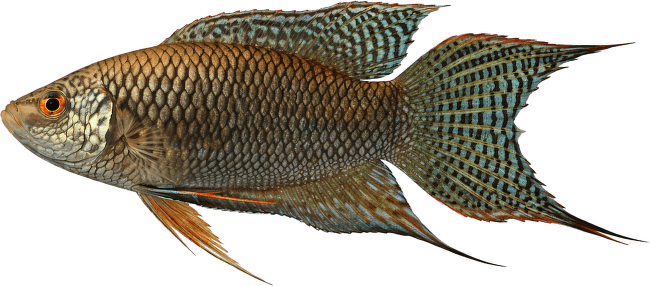 Rájovec dlouhoploutvý – Macropodus opercularis Colour