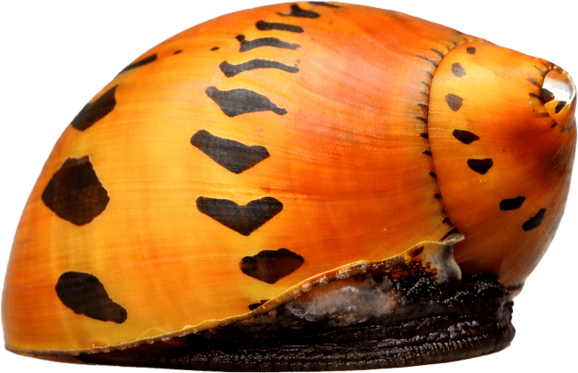 Neritina Zebra – Neritina paralella Colour