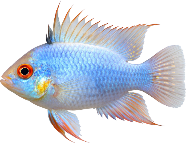 Cichlidka Ramirezova Colour – Mikrogeophagus ramirezi Colour