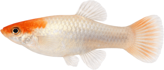 Paví očko Special samec – Poecilia reticulata Special