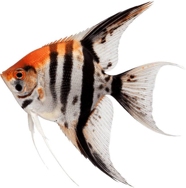Skalár amazonský – Pterophyllum scalare Special