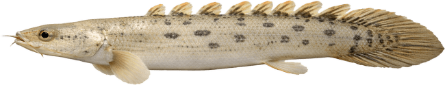 Bichir senegalský – Polypterus senegalus