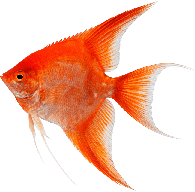 Skalára amazonská XL Colour – Pterophyllum scalare var. Colour XL
