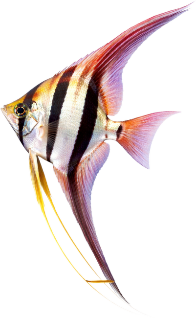 Skalára vysoká XL – Pterophyllum altum XL