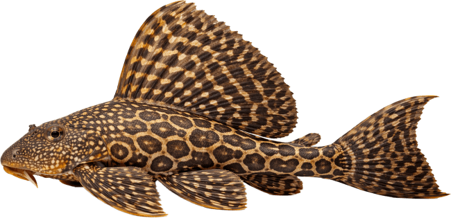Krunýřovec velkoploutvý XL – Pterygoplichthys gibbiceps XL