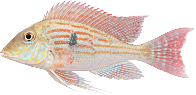 Perleťovka – Geophagus sp.