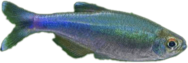 Tetra Fredcochuova - Boehlkea fredcochui