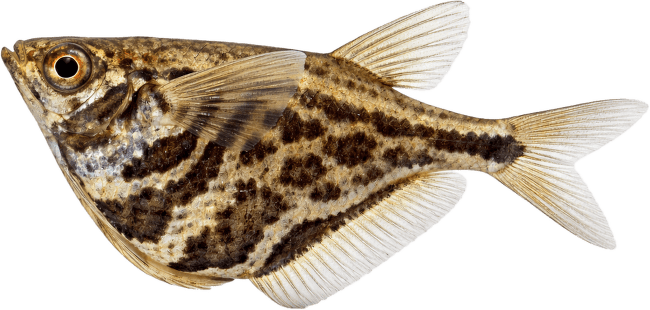 Sekernatka mramorová – Carnegiella strigata