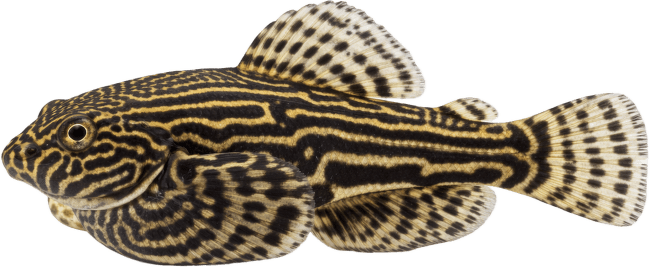 Sevelie pruhovaná – Sewellia lineolata