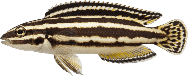 Africká cichlida Tanganika M