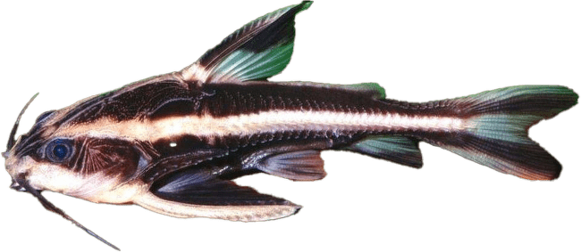 Tŕňovec bielopruhý - Platydoras costatus