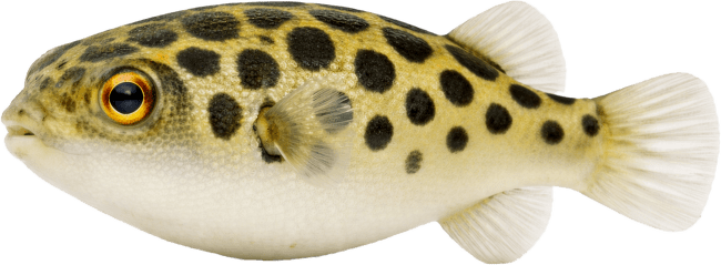 Čtverzubec zelený – Tetraodon nigroviridis