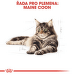Royal Canin Maine Coon 2kg