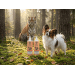 Šampūns dzīvniekiem – WILDA SIBERICA, Glow Pet Shampoo, 400 ml 