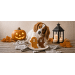 Maškrta pre psy Trixie Halloween duch z kuracích a kačacích pŕs 40 g