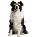 Brýle M-Pets Sunbather pro psy