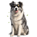 Brýle M-Pets Trailblazer pro psy