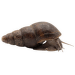 Slimák Brotia – Brotia Herculea
