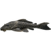 Krunýřovec Special L – Pleco Special