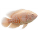 Cichlida pávia albín - Astronotus ocellatus albino