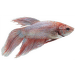 Bojovnica pestrá samica - Betta splendens female